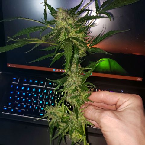 Auto Bruce Banner growlog timeline photo
