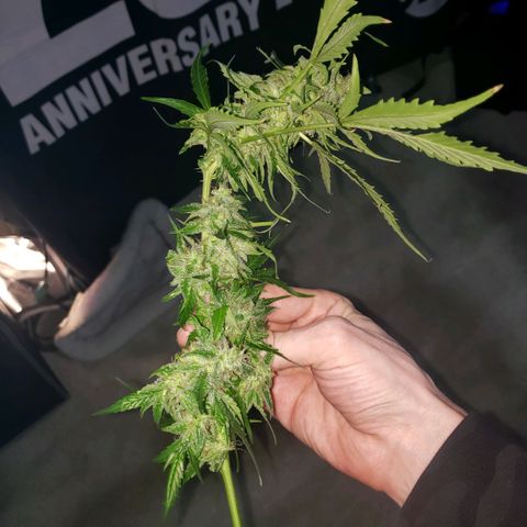 Auto Bruce Banner growlog timeline photo