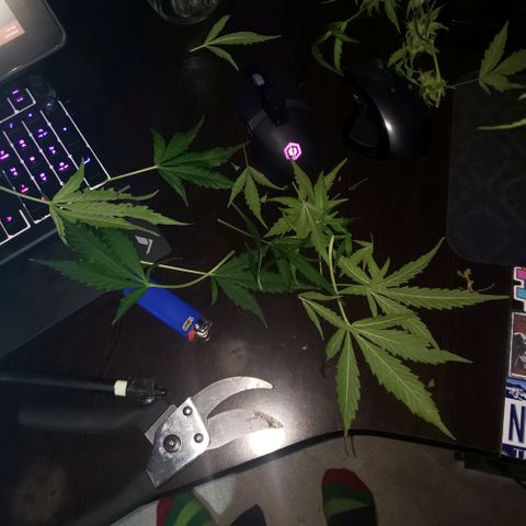 Auto Bruce Banner growlog timeline photo