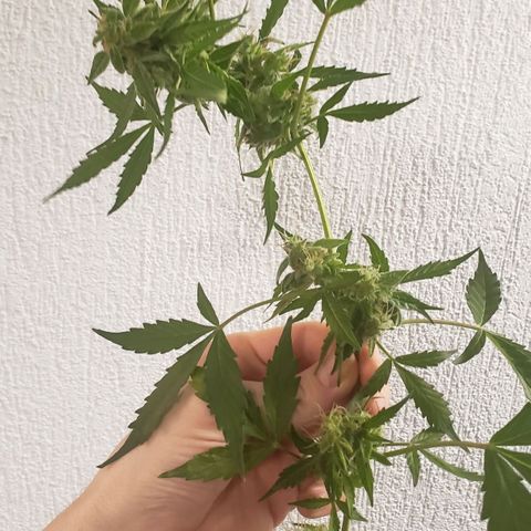 Auto Bruce Banner growlog timeline photo