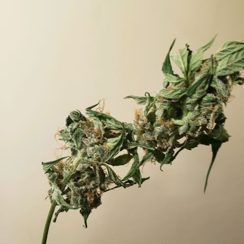 Auto Bruce Banner growlog timeline photo