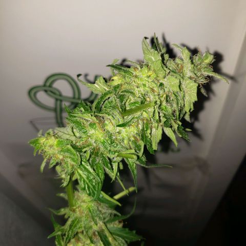 Auto Bruce Banner growlog timeline photo