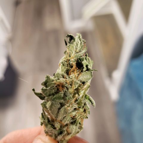 Auto Bruce Banner growlog timeline photo