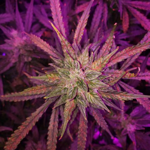Auto Bruce Banner growlog timeline photo