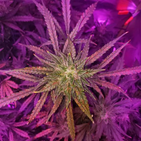 Auto Bruce Banner growlog timeline photo