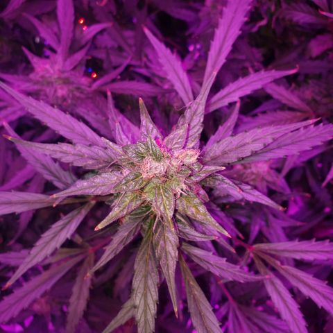 Auto Bruce Banner growlog timeline photo