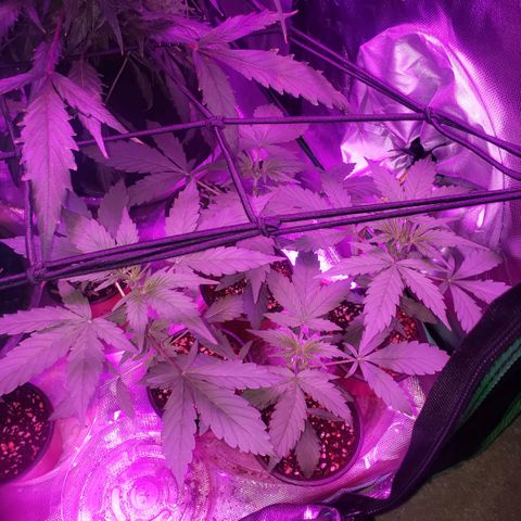 Auto Bruce Banner growlog timeline photo