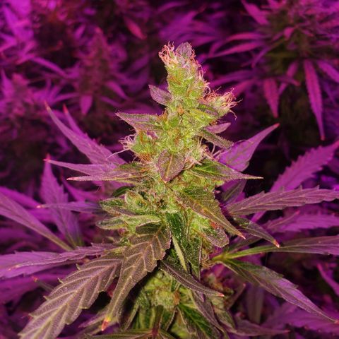 Auto Bruce Banner growlog timeline photo