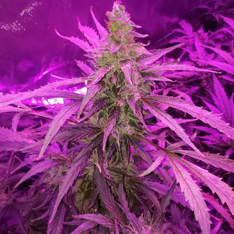 Auto Bruce Banner growlog timeline photo
