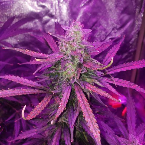 Auto Bruce Banner growlog timeline photo