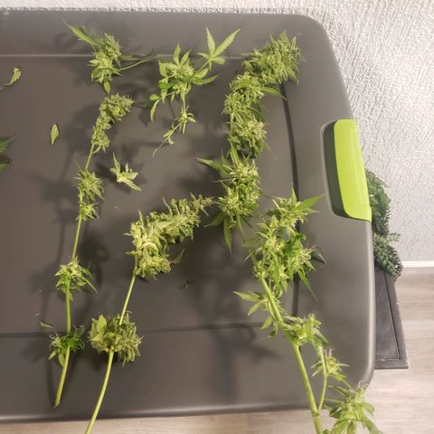 Auto Bruce Banner growlog timeline photo