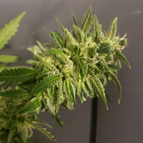 Auto Bruce Banner growlog timeline photo