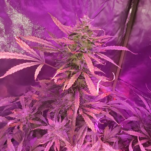 Auto Bruce Banner growlog timeline photo