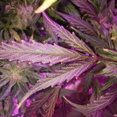 Auto Bruce Banner growlog timeline photo