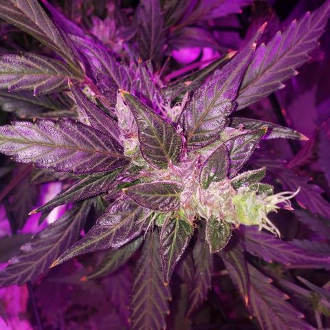 Auto Bruce Banner growlog timeline photo