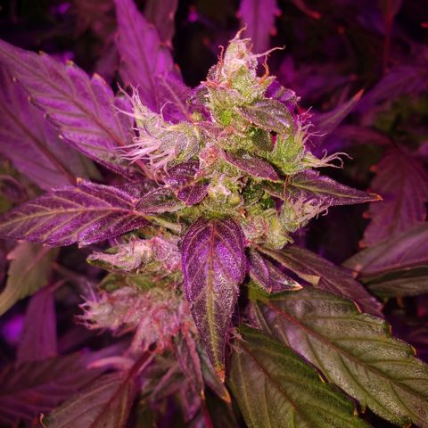 Auto Bruce Banner growlog timeline photo