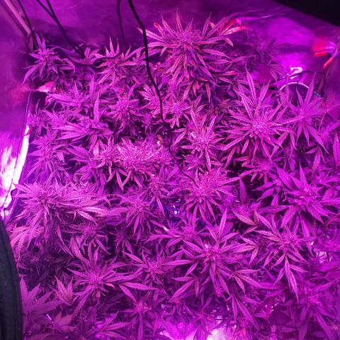 Auto Bruce Banner growlog timeline photo