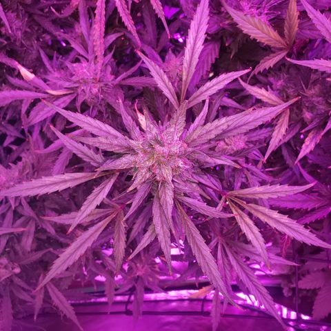 Auto Bruce Banner growlog timeline photo