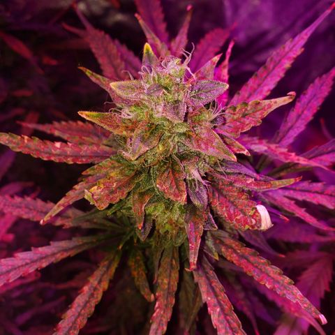 Auto Bruce Banner growlog timeline photo