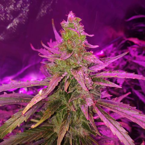 Auto Bruce Banner growlog timeline photo
