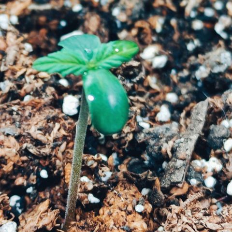 Lemon Haze XXL Auto growlog timeline photo