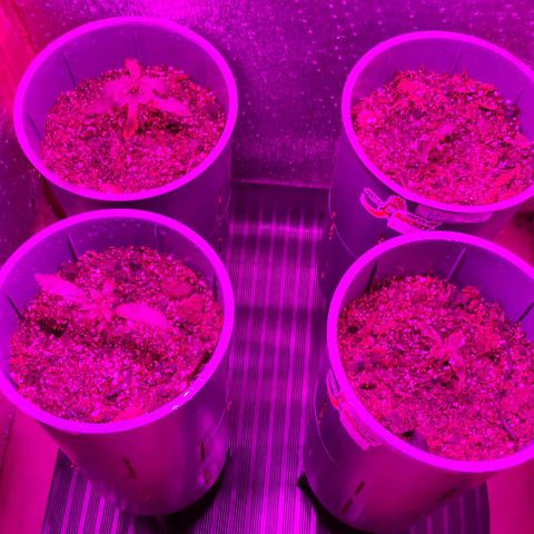 Lemon Haze XXL Auto growlog photo: cambio de cara al indor, goma negra.. ojas amarillas, quizás exceso de agua... humedad 54%  23°c