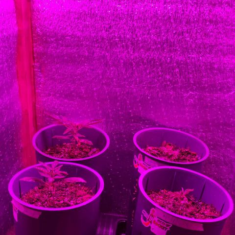 Lemon Haze XXL Auto growlog timeline photo