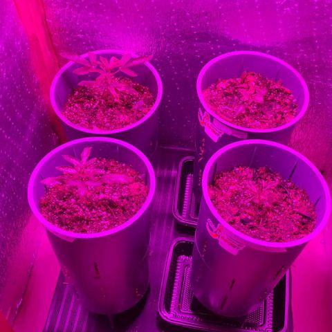 Lemon Haze XXL Auto growlog timeline photo