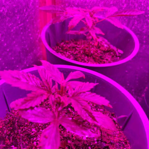 Lemon Haze XXL Auto growlog timeline photo