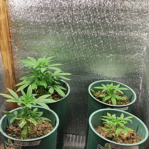 Lemon Haze XXL Auto growlog timeline photo