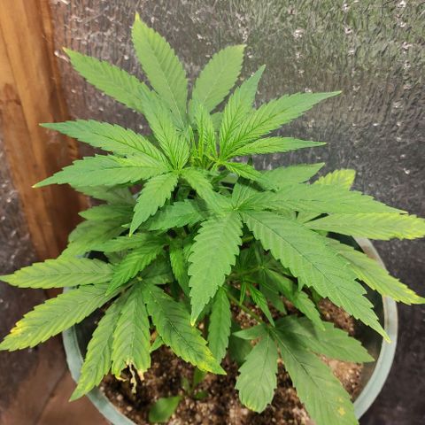 Lemon Haze XXL Auto growlog timeline photo
