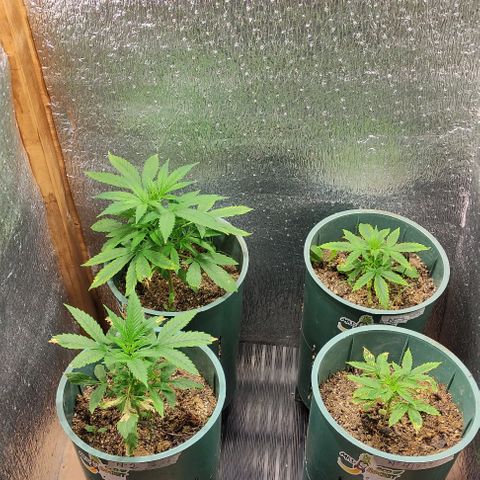 Lemon Haze XXL Auto growlog timeline photo