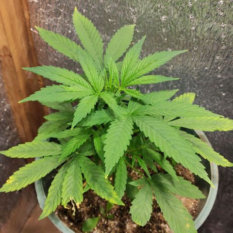 Lemon Haze XXL Auto growlog timeline photo