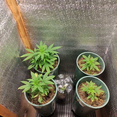 Lemon Haze XXL Auto growlog timeline photo