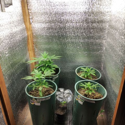 Lemon Haze XXL Auto growlog timeline photo