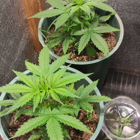 Lemon Haze XXL Auto growlog timeline photo