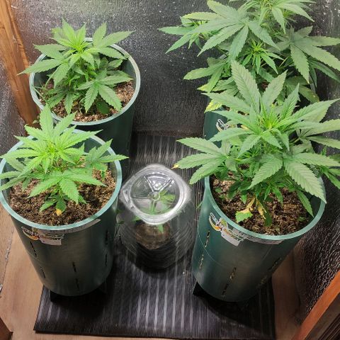 Lemon Haze XXL Auto growlog timeline photo