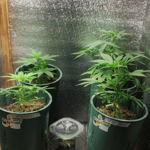 Lemon Haze XXL Auto growlog timeline photo