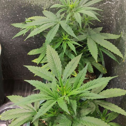 Lemon Haze XXL Auto growlog timeline photo