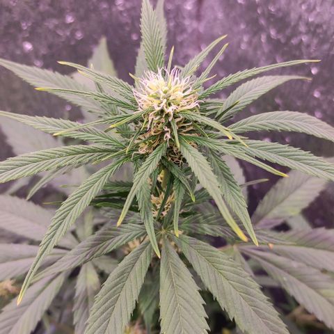 Lemon Haze XXL Auto growlog timeline photo