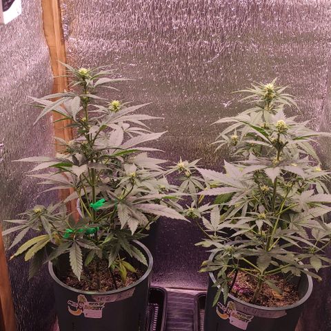 Lemon Haze XXL Auto growlog timeline photo