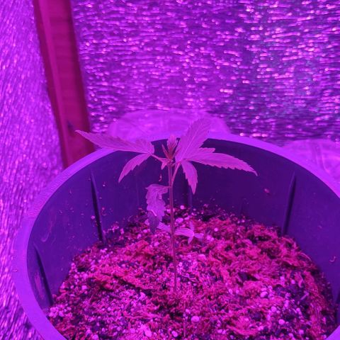 AutoEuforia growlog timeline photo