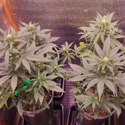Lemon Haze XXL Auto growlog timeline photo