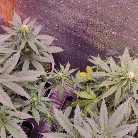 Lemon Haze XXL Auto growlog timeline photo