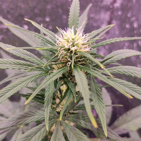 Lemon Haze XXL Auto growlog timeline photo