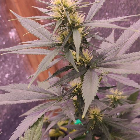 Lemon Haze XXL Auto growlog photo: a días de cortarla, les veo poco engorde 