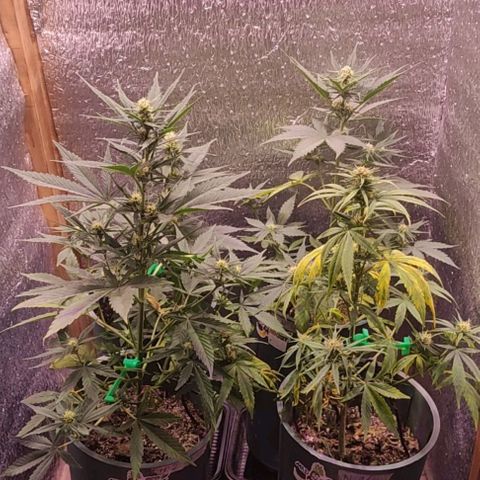 Lemon Haze XXL Auto growlog photo: a días de cortarla, les veo poco engorde 