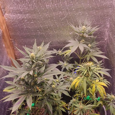Lemon Haze XXL Auto growlog photo: a días de cortarla, les veo poco engorde 