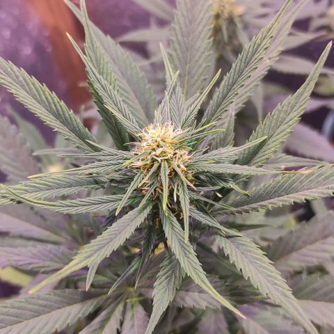 Lemon Haze XXL Auto growlog photo: a días de cortarla, les veo poco engorde 