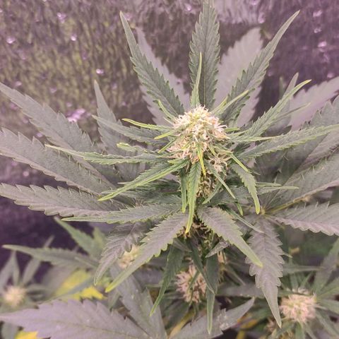 Lemon Haze XXL Auto growlog photo: a días de cortarla, les veo poco engorde 